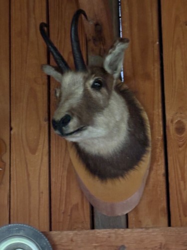 Gamsbock tierpräparat jagd - gamsbock,