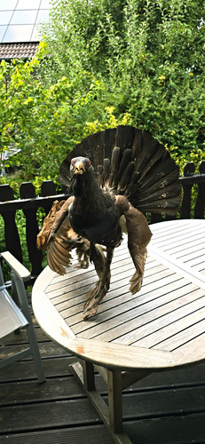 Auerhuhn vogelpräparat - auerhuhn,