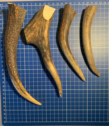 Geweih hirschhornstück horn - geweih,