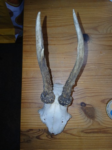 Gehörn abwurfstangen rehwild - gehörn,abwurfstangen,