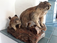 Präparat /Ausgestopft