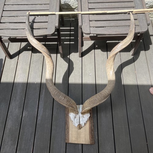 Kudu antilope trophäe groß - kudu, trophäe,