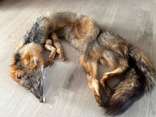 Soft mount taxidermy - soft, mount,