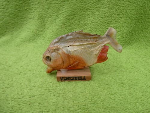 Piranha fisch präparat holz - piranha,