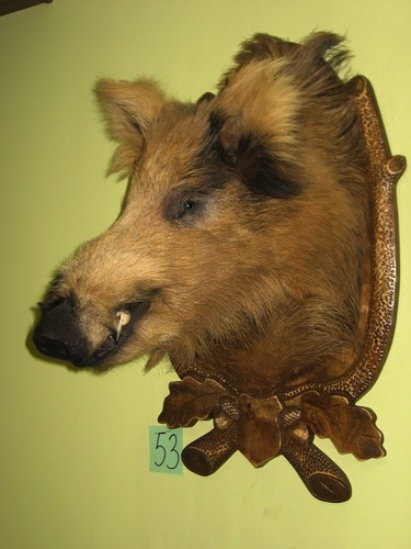 Wildschweinkopf groß - , +