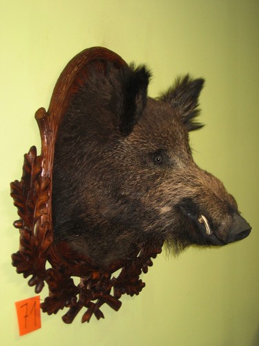 Wildschweinkopf groß - , (71)