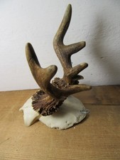 Abnorm Rehgeweih Gehörn