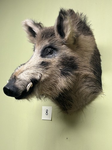 Wildschweinkopf groß