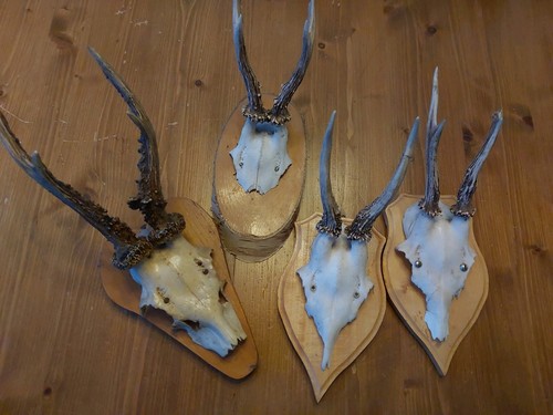Rehbock geweih jagd trophäe - geweih,,