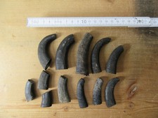 12  Gams Abschnitte Gamsbock