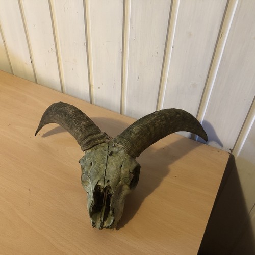 Ziegen kopf gehörn schaf - kopf,