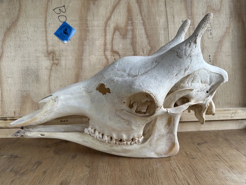 Neu giraffen schädel giraffe - schädel,