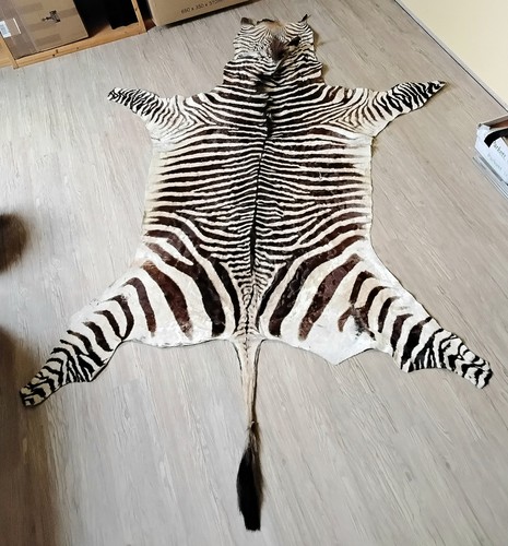 Hartmann bergzebra fell von - hartmann,