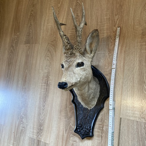Rehbock präparat kapitale - präparat,