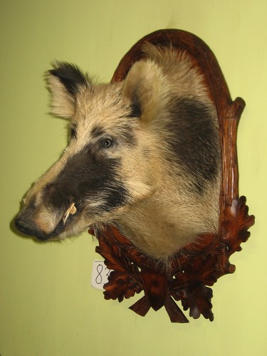 Wildschweinkopf groß - (83), +