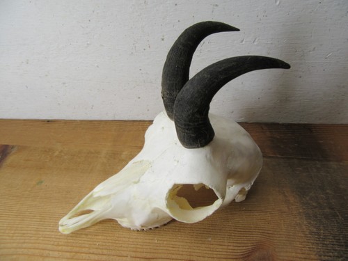 Gams gamsbock gamskitz - gams, gämse