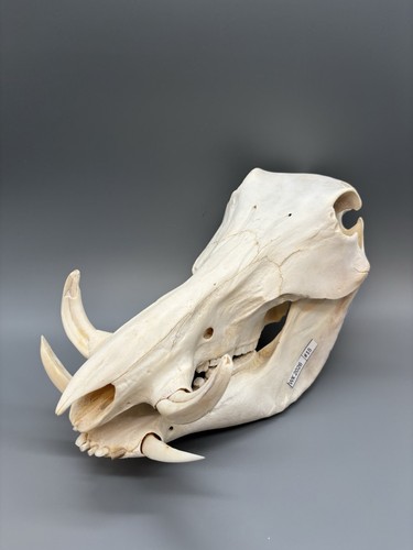 Warzenschweinschädel