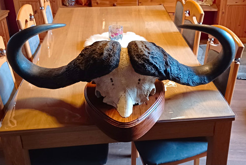 Kaffernbüffel schädel mit - kaffernbüffel,