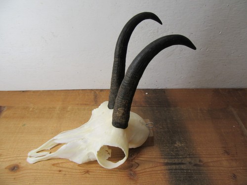 Schöne gams gamsgeiss - gams, gämse